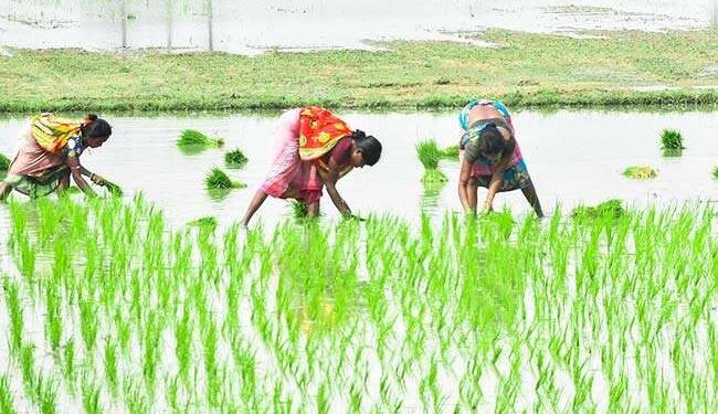 मधेशमा वर्षाको सम्भावना किसानलाई राहत