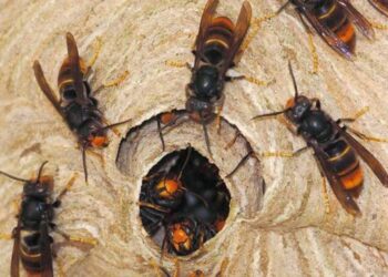 अरिङ्गालले टोकेर एक जनाको मृत्यु, एक घाइते