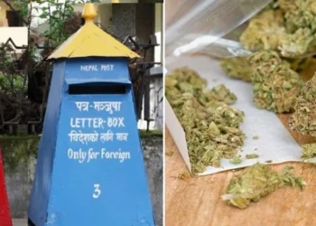 हुलाकबाट गाँजा सप्लाई, गण्डकीमा दुर्व्यसनीको ग्राफ बढ्दो
