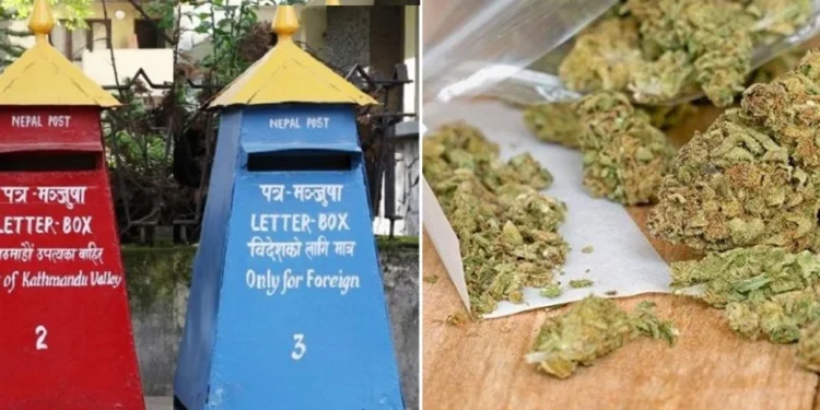 हुलाकबाट गाँजा सप्लाई, गण्डकीमा दुर्व्यसनीको ग्राफ बढ्दो