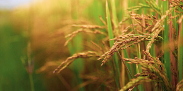 फाल्गुनन्दमा ५० मुरीभन्दा धेरै धान फलाउने किसानलाई नगद पुरस्कार