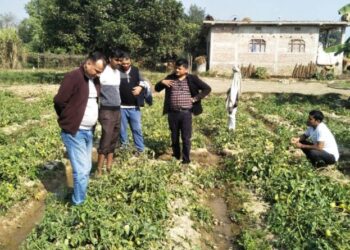 तरकारी खेतीमा रोग देखिएपछि महोत्तरीमा “आकस्मिक बाली संरक्षण अभियान”