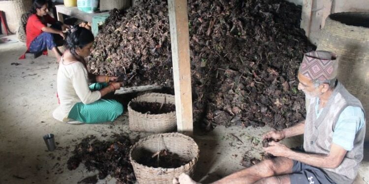 आधुनिक खेतीप्रणालीले सुध्रिँदै इलामको अलैँचीखेती