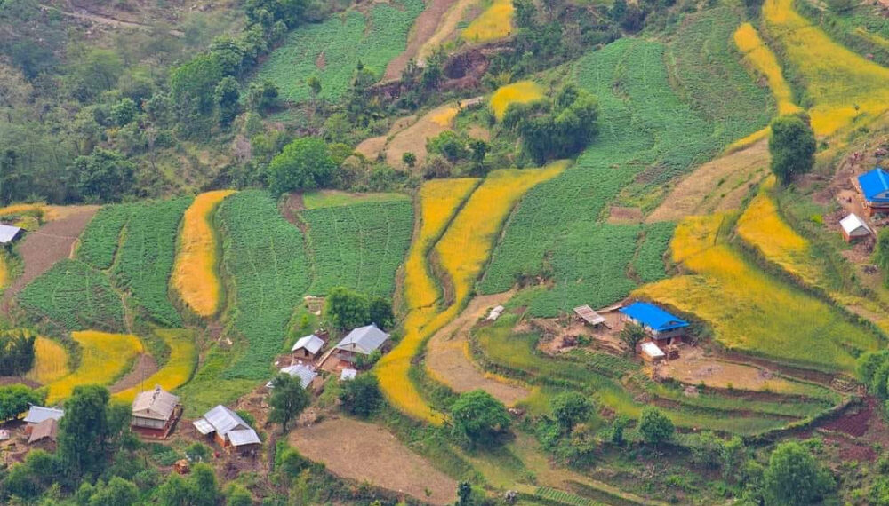 झ्याजेटोलबाट ७० लाख रुपैयाँ बराबरको तरकारी निकासी