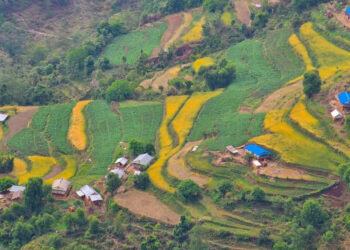 झ्याजेटोलबाट ७० लाख रुपैयाँ बराबरको तरकारी निकासी
