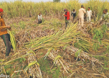 उखु किसान र चिनी उपभोक्ता दुवै सधैं मर्कामा