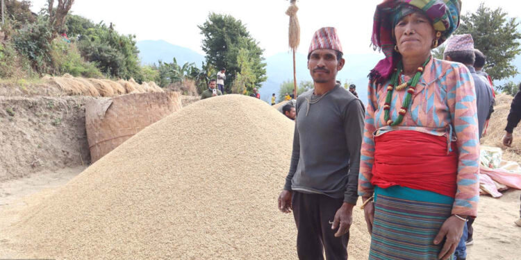 जसले फलाए १६८ मुरी धान