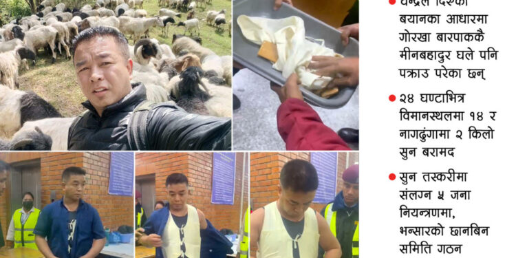 बारपाकमा भेडा डुलाउने घले १४ किलो सुनसहित भेटिए 