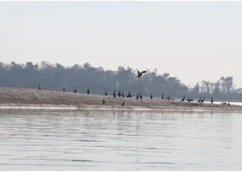 नारायणी नदी क्षेत्रमा ४१ प्रजातिका जलपक्षी भेटिए