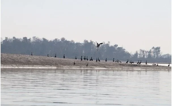 नारायणी नदी क्षेत्रमा ४१ प्रजातिका जलपक्षी भेटिए