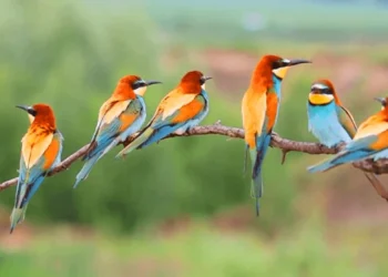 शुक्लाफाँटा राष्ट्रिय निकुञ्जमा  दुर्लभ चरा चिनाउन  ‘होर्डिङ बोर्ड’