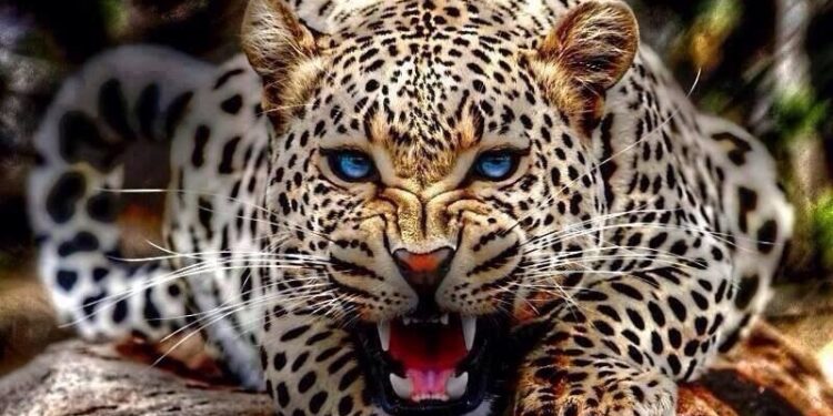 दिनहुँ चितुवा देखिन थालेपछि  बन्दीपुरमा सतर्कता