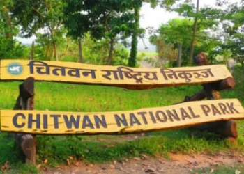 गैँडा मारेको आरोपमा एक पुरुष पक्राउ