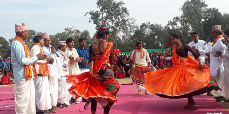 माघीको रमझममा थारु बस्ती : सुँगुर बिना पर्व नै ‘फिक्का’ !