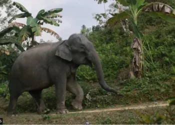 बंगलादेशमा  जंगली हात्तीलाई अदालतको संरक्षण