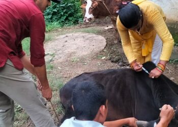 पशुपन्छीका लागि नेपालमा उत्पादन हुन्छ ११ थरीका खोप
