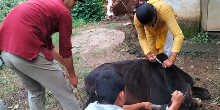 पशुपन्छीका लागि नेपालमा उत्पादन हुन्छ ११ थरीका खोप