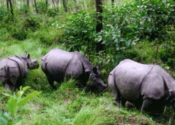 चितवन राष्ट्रिय निकुञ्जबाट तीन भाले गैँडा स्थानान्तरण