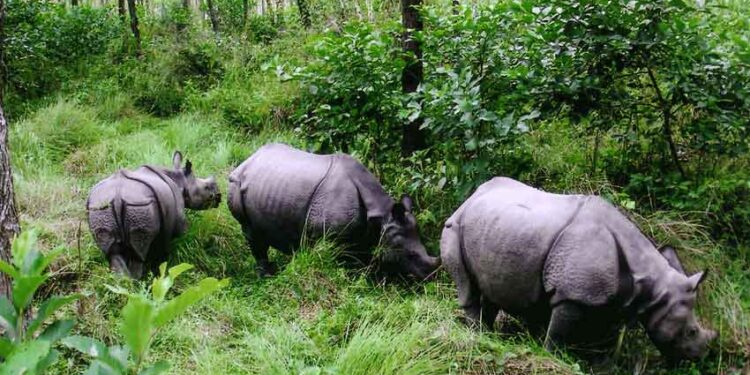 चितवन राष्ट्रिय निकुञ्जबाट तीन भाले गैँडा स्थानान्तरण