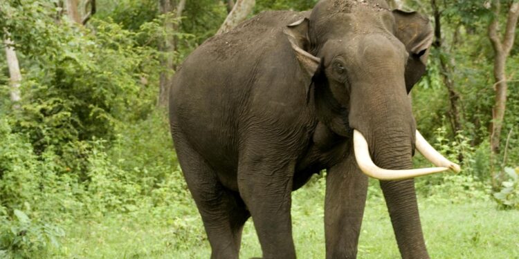 जंगली हात्तीको आतंक, आगो बालेर तर्साए पनि जादैन