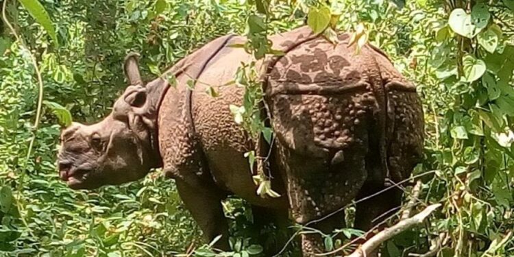 गैँडाको आक्रमणबाट युवक घाइते