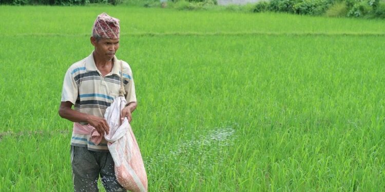 यस वर्ष पनि किसानले रासायनिक मलको अभाव झेल्नु परेन