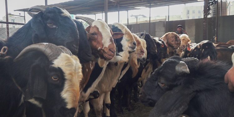 धरान कृषि बजारबाट दुई अर्ब ४० करोडको खसीको कारोबार