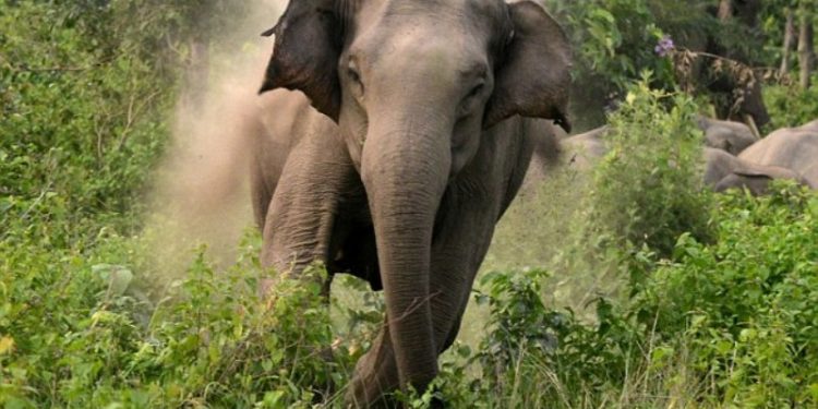 बर्दियामा हात्तीको आक्रमणबाट महिलाको मृत्यु